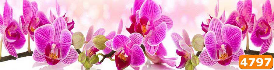 Скинали орхидеи